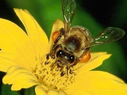 как да се излекува простатит с ужилване от пчела